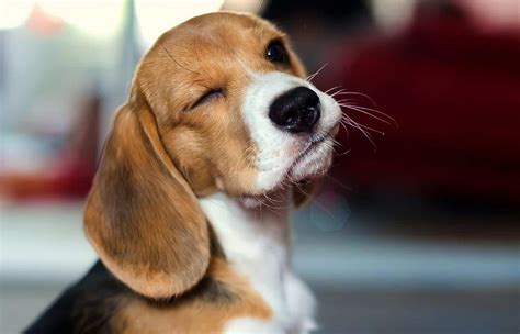 Beagle Perros Raza Datos Aspectos Destacados Y Consejos De Compra