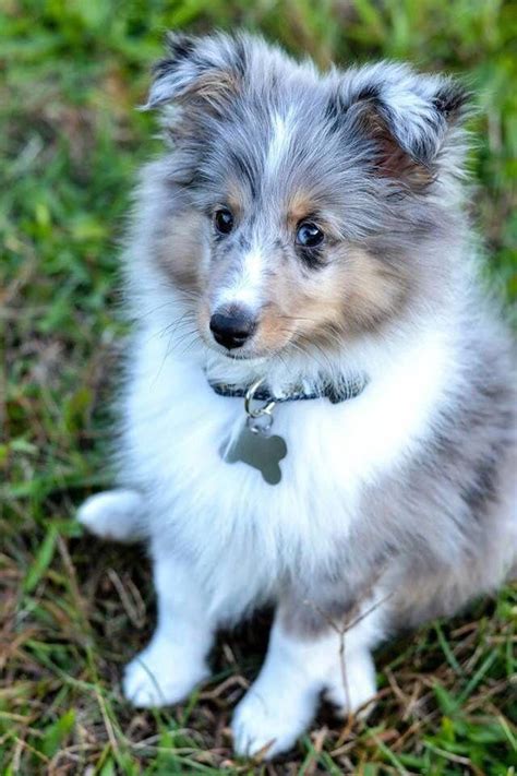 Shetland Sheepdog Shetland Sheepdog Puppies Shetland Sheepdog