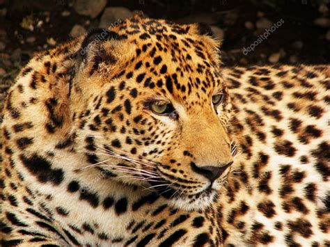 Leopard Face — Stock Photo © Artrudy 1453282