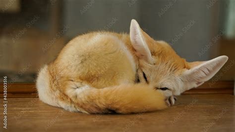 Fennec Fox The Smallest Fox With Large Ears Desert Adaptation Dwell