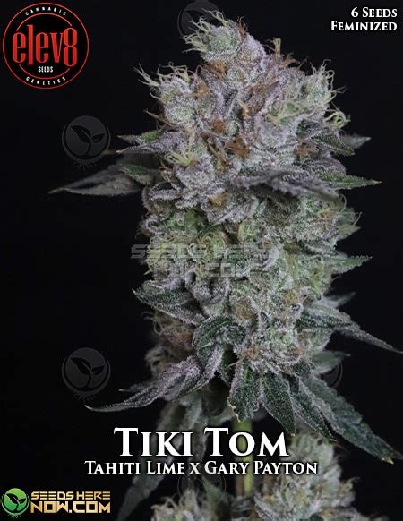 Order Tiki Tom Feminized Cannabis Seeds Top Shelf Genetics