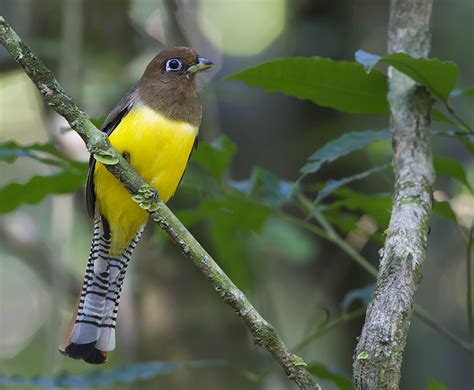 Trogons Motmots Quetzals And Jacamars Flickr