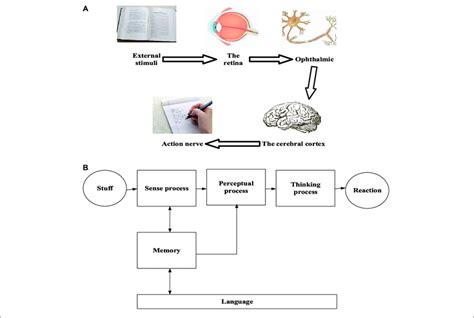 Cognitive Process Of Human Beings A Physiological Process B