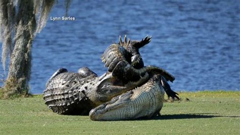 Video Watch Massive Gators Battle On Florida Golf Course Abc News