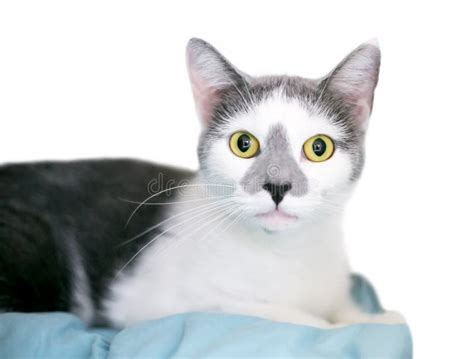 Um Gato Do Mato Pequeno Cinza E Branco Olhos Verdes Imagem De Stock