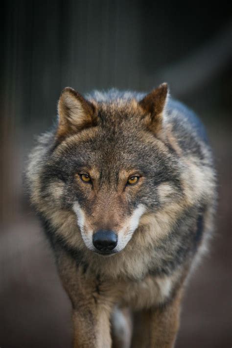 Wolf | Natuurpunt