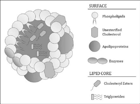 Representative Illustration Of Plasma Lipoproteins Lipoprotein