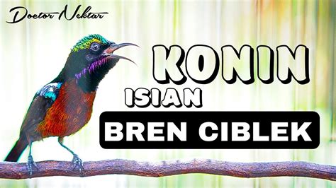 Konin Gacor Full Isian Tembakan Bren Ciblek Audio Jernih Cocok Buat