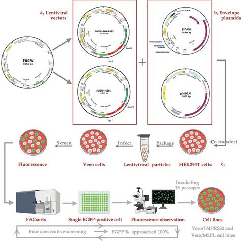 A Schematic Diagram For The Construction Of Vero Tmprss2 And Vero Mspl Download Scientific