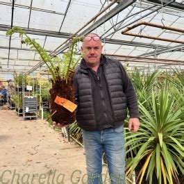 Dicksonia Antartica Tree Ferns 50cm Charellagardens