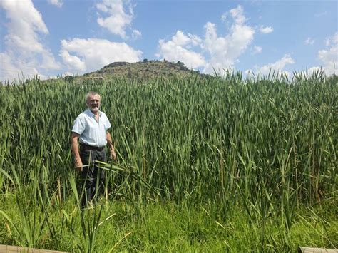 Residents Ask For Help With Invasive Reeds Taking Over Strubens Valley