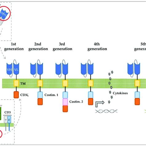 Human Intrathymic T Cell Developmental Stages And Corresponding T All