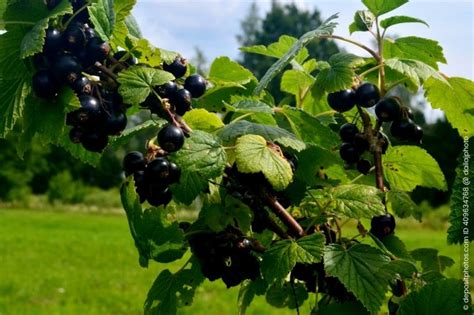 Schwarze Johannisbeeren Schneiden Gartenhelden Online