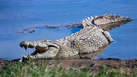 Jacaré vs Crocodilo Qual é a diferença Cetro Concursos