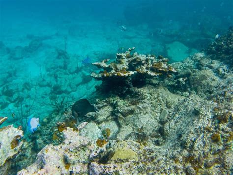 Best Snorkeling Spots in Virgin Islands National Park, St. John - The ...