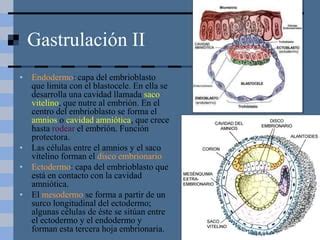 8 Desarrollo Embrionario Ppt DIAPOSITIVAS QUE EXPLICAN LA FASE DE