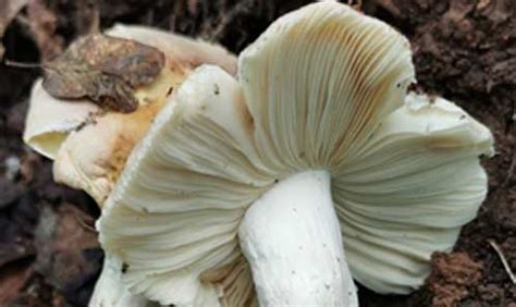 Two New Species Of Russula Subgenus Heterophyllidia Russulaceae