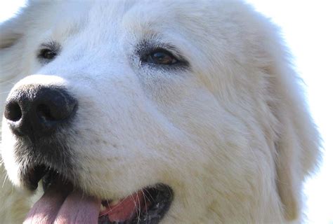 Pastore Maremmano Abruzzese Razza Descrizione Carattere Cuccioli