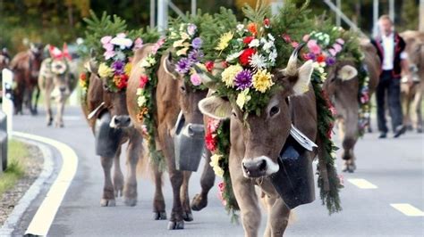 The Entlebuch Alpine Cattle Descent Entlebuch Cow Parade