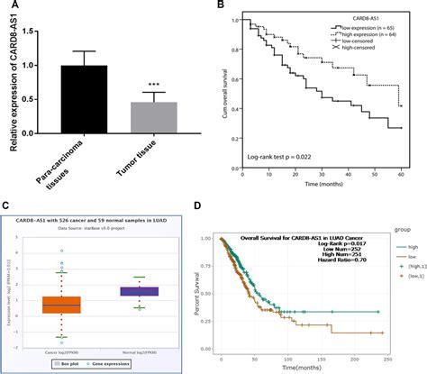 Frontiers Publishing Partnerships Identification Of LncRNA CARD8 AS1