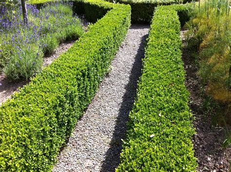 Best Native Hedging Plants Matthews Picks