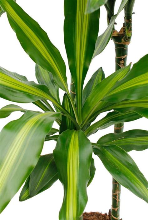 Dracaena Cintho Drakenbloedboom Cm Kopen Planten Nl