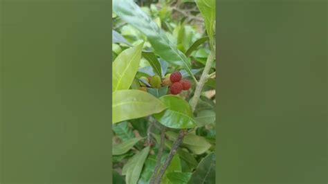 Kafal Fruit काफल फल Youtube