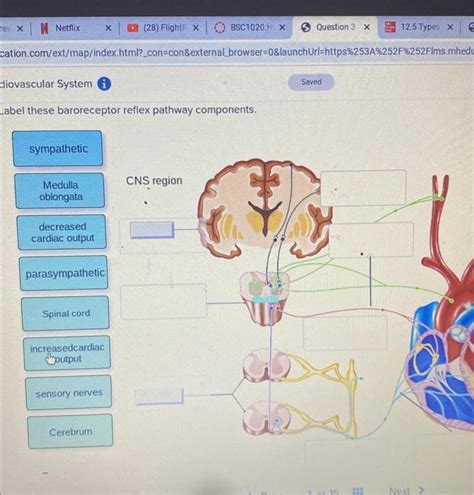 abel these baroreceptor reflex pathway components. | Chegg.com