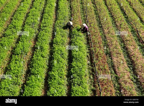 Farmer Working On Carrot Plantation Stock Photo Alamy