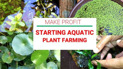 Starting Aquatic Plants Farm for Beginners| Easy to Grow and Care Aquatic Plants | Goldfish ...