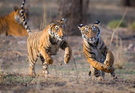 Top 10 Facts About Tigers Wwf