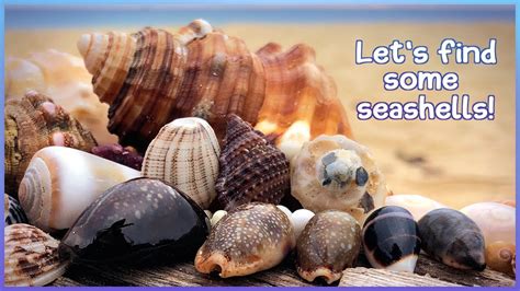 Finding Seashells At Low Tide Microshell Treasures Virtual Shelling