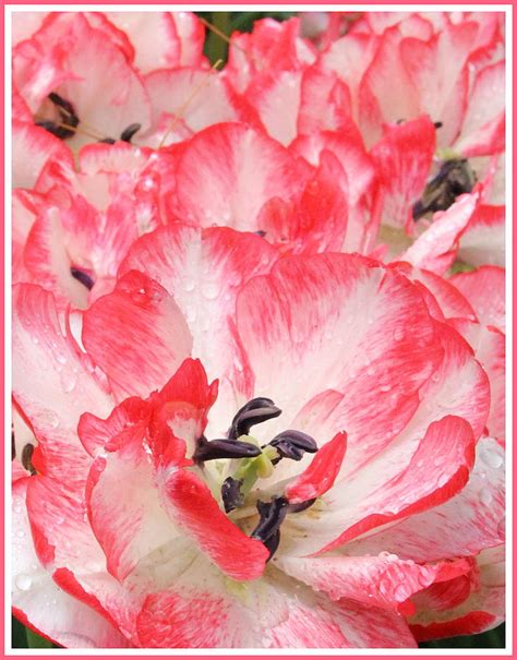 Tulips In Pink And White Photograph By Dora Sofia Caputo Pixels