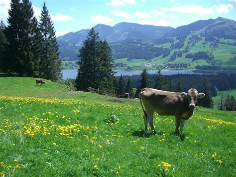 Free Images Landscape Nature Grass Wilderness Field Farm Meadow