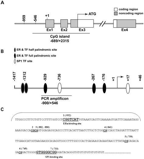 A A Schematic Depiction Of The Mouse Oxtr Gene Including The CpG