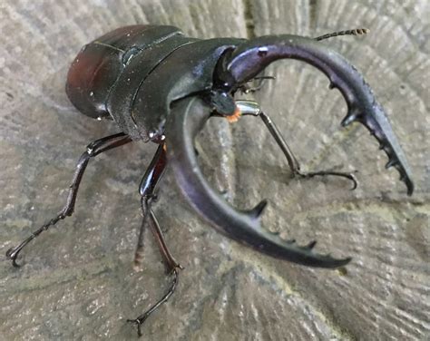 Rhinoceros beetle stag beetle - taialanguage