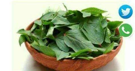 Chodavaramnet Health Benefits With Gongura