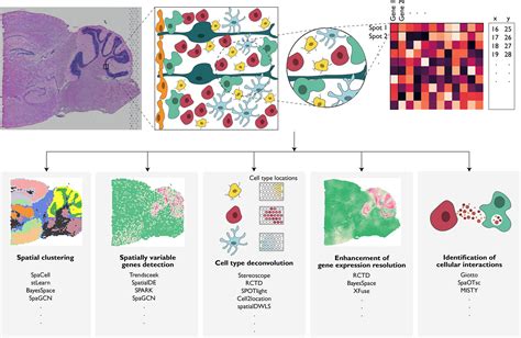 Statistical And Machine Learning Methods For Spatially Resolved