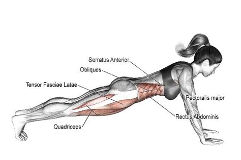 Plank Walk: How To Do and Muscles Worked