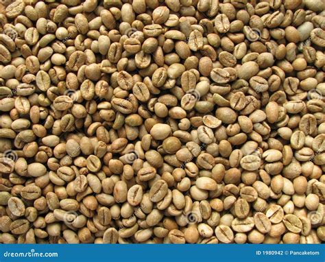 Green robusta coffee beans stock photo. Image of espresso - 1980942