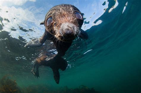 Northern Fur Seal – "OCEAN TREASURES" Memorial Library