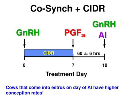 Ppt Manipulating Ovulation And Estrous Synchronization Powerpoint