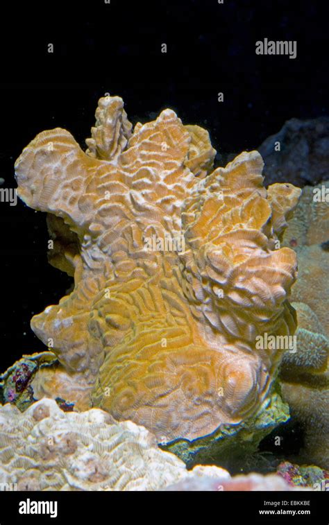 Stony Coral Pachyseris Speciosa Side View Stock Photo Alamy