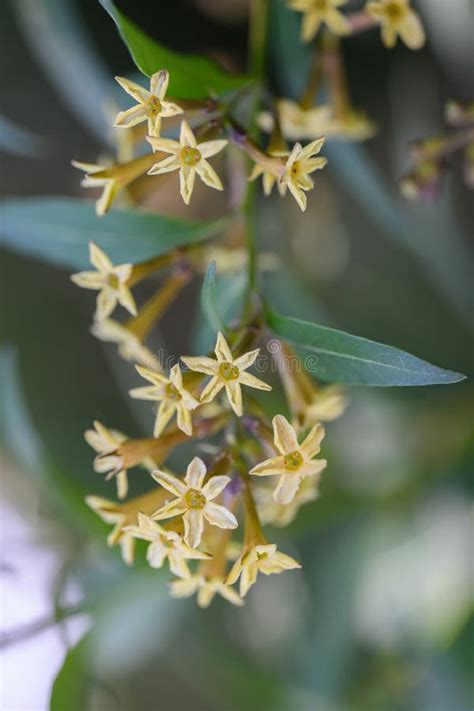 Green Cestrum Parqui Pending Tubular Yellow Green Flowers Stock Image