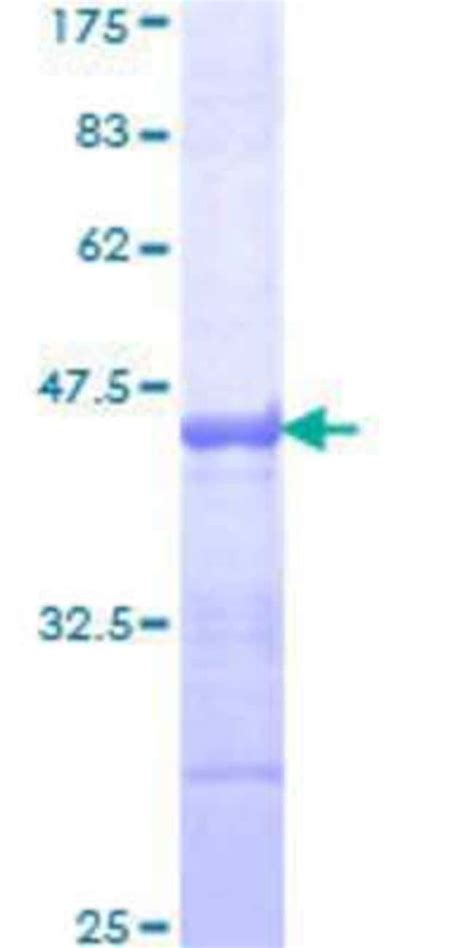 Novus Biologicals Recombinant Human Pcdhac Gst N Term Protein G