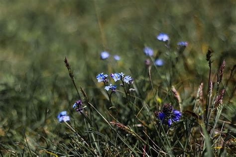 Blumen Silvestre Lila Kostenloses Foto Auf Pixabay Pixabay