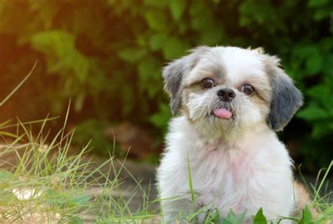 Most Common Shih Poo Colors: Black, White, Brown, Golden! (2024) - We ...