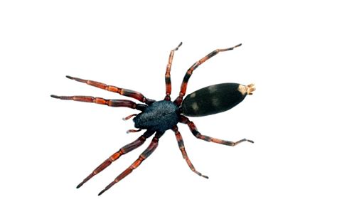 What to Expect from a White Tail Spider Bite