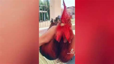 Usuaria De Tiktok Presume El Recibimiento De Su Gallo Telediario M Xico