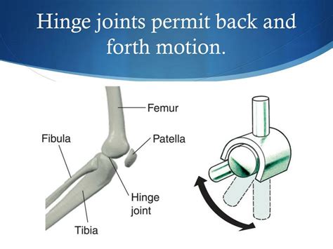 PPT - Joints and Movements of the Body PowerPoint Presentation, free ...